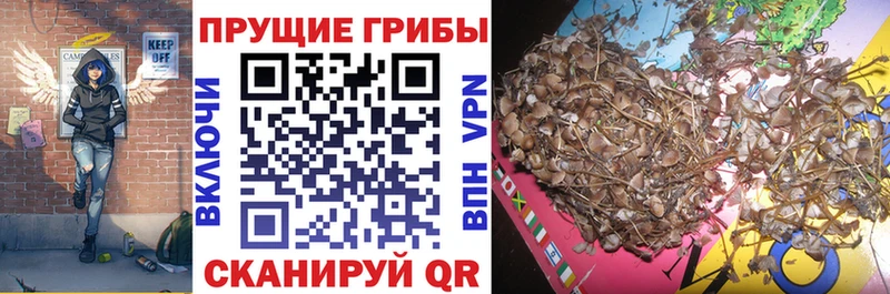 Галлюциногенные грибы Cubensis Рыбное